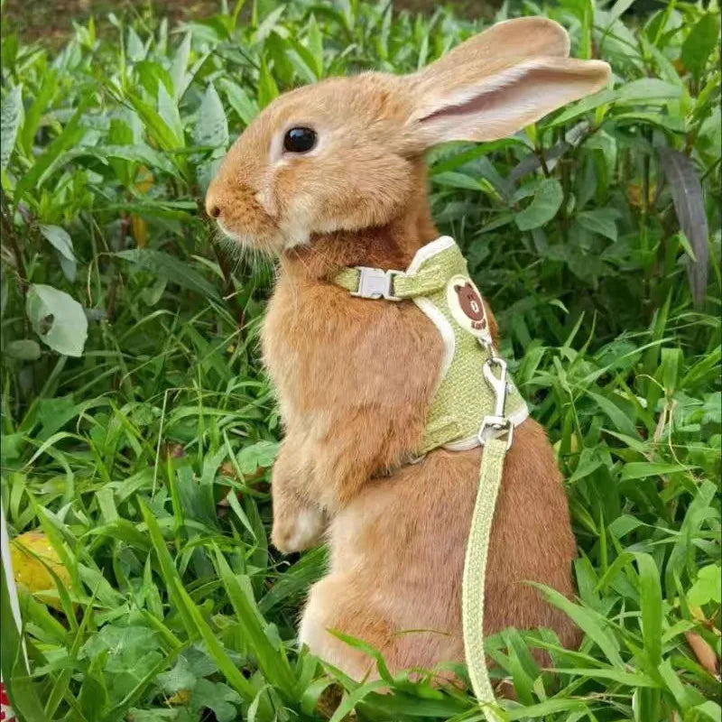 Newest Cute Rabbit Harness and Leash Set: Walk in Style with Your Bunny